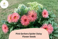 Pink Gerbera Spider Daisy Seeds – Gerbera jamesonii, Exotic Garden Flower, Long-lasting Pink Blooms, Easy to Grow, Cut Flower, Heat Tolerant