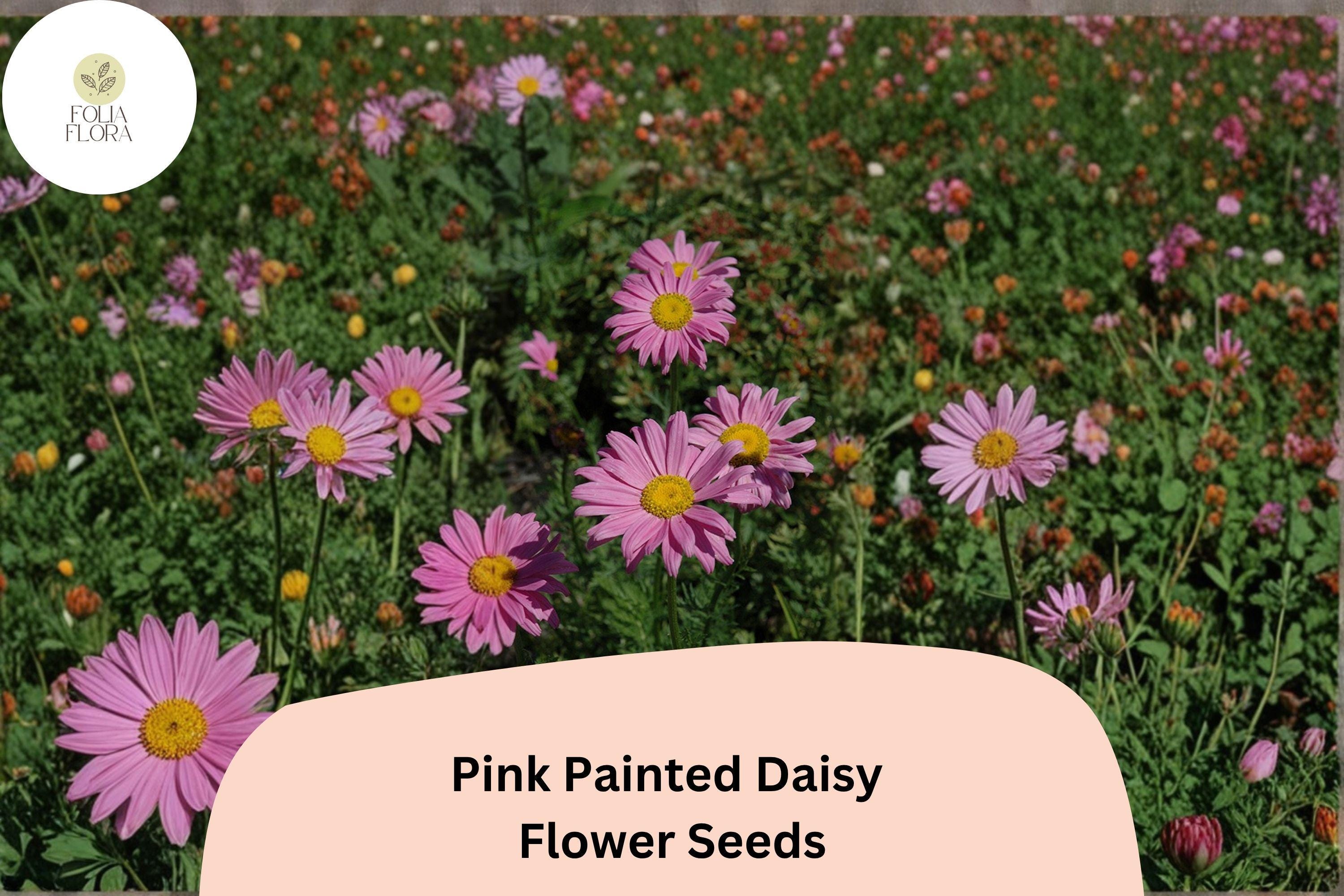 Pink Painted Daisy Seeds | Tanacetum coccineum Perennial Flower | Bright Pink Blooms for Garden Beds & Borders