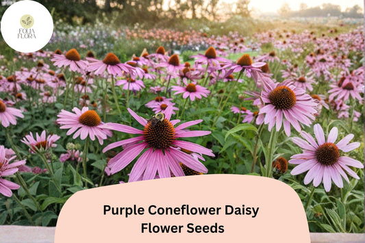 Purple Coneflower Seeds | Echinacea Purpurea Perennial Flowers for Pollinators, Garden Beds & Borders