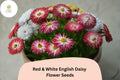 200+ Red & White English Daisy Seeds | Bicolor Perennial Flower Bellis perennis for Borders, Containers, Pollinator Garden
