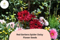 Red Gerbera Spider Daisy Seeds | Gerbera jamesonii | Vibrant Red Flowering Annual for Gardens & Containers