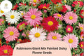 200+ Robinsons Giant Mix Painted Daisy Seeds | Tanacetum coccineum | Colorful Garden Flower Mix