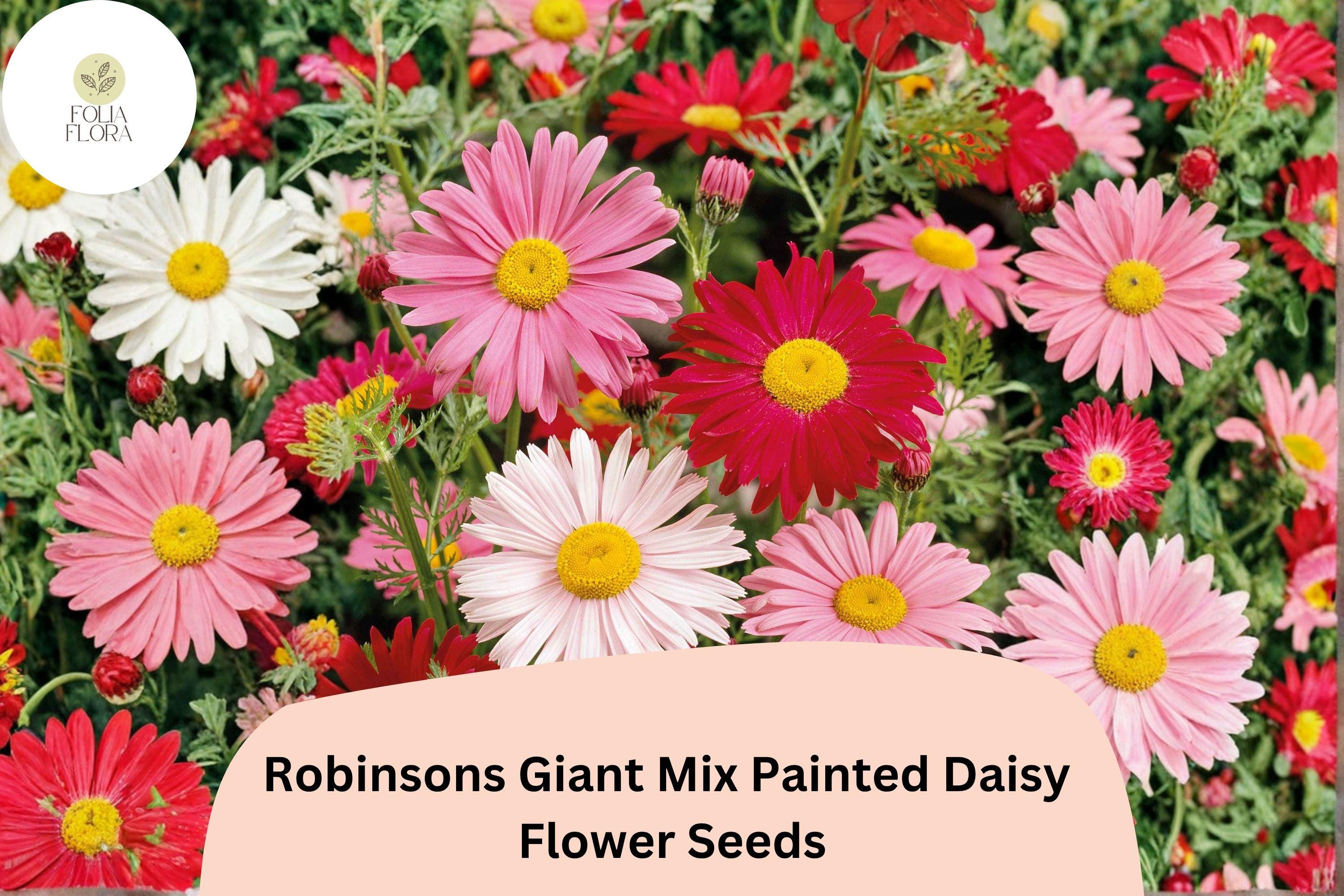 200+ Robinsons Giant Mix Painted Daisy Seeds | Tanacetum coccineum | Colorful Garden Flower Mix