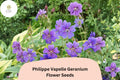 Philippe Vapelle Geranium Seeds | Perennial Purple-Violet Blooms for Garden Borders & Pollinator Gardens | Geranium ‘Philippe Vapelle’