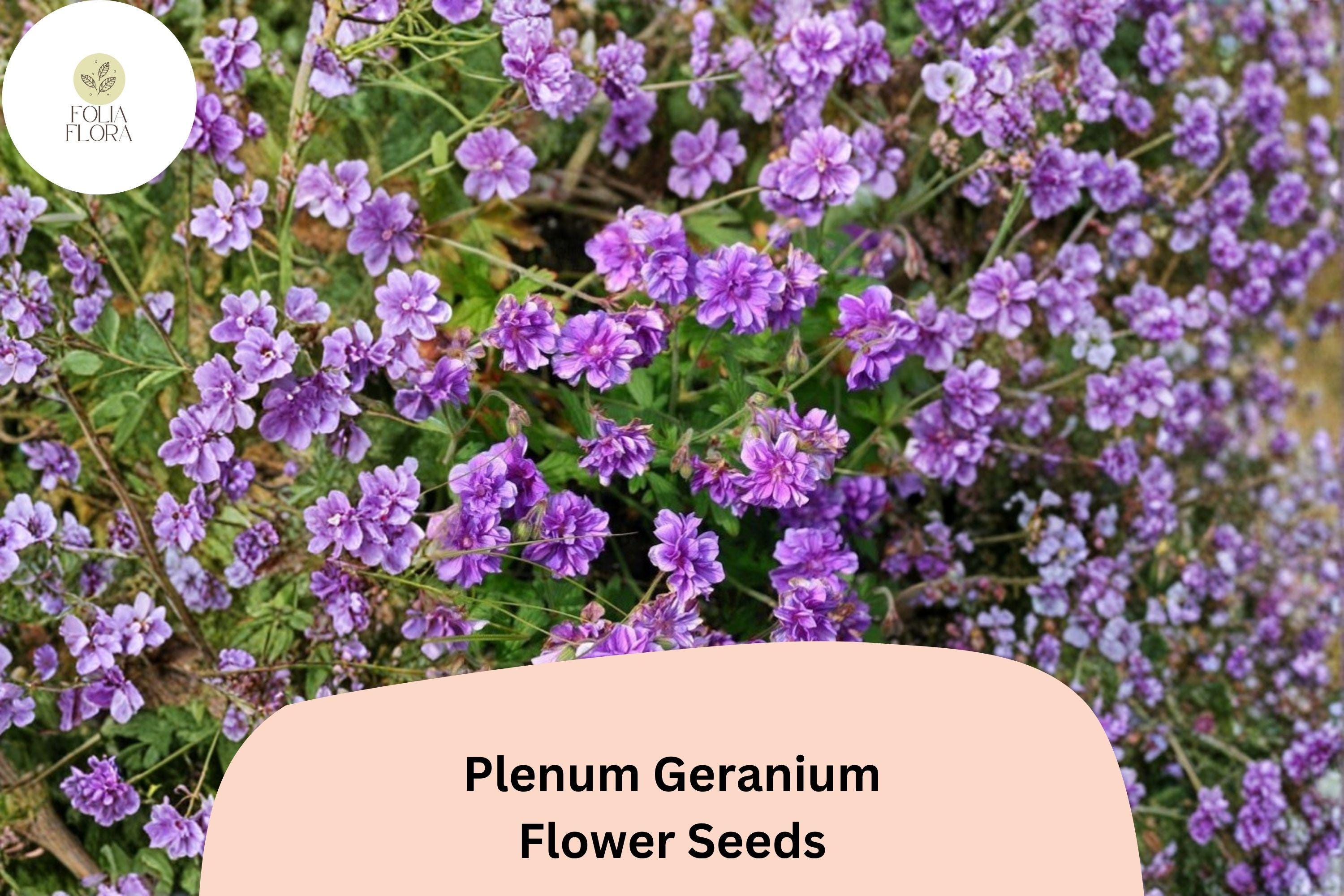 25+ Plenum Geranium Seeds | Purple Double Blooms Perennial for Borders & Cottage Gardens | Geranium pratense 'Plenum'