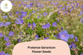 25+ Pratense Geranium Seeds, Violet-Purple Blooms, Perennial, Geranium pratense for Cottage Gardens & Borders