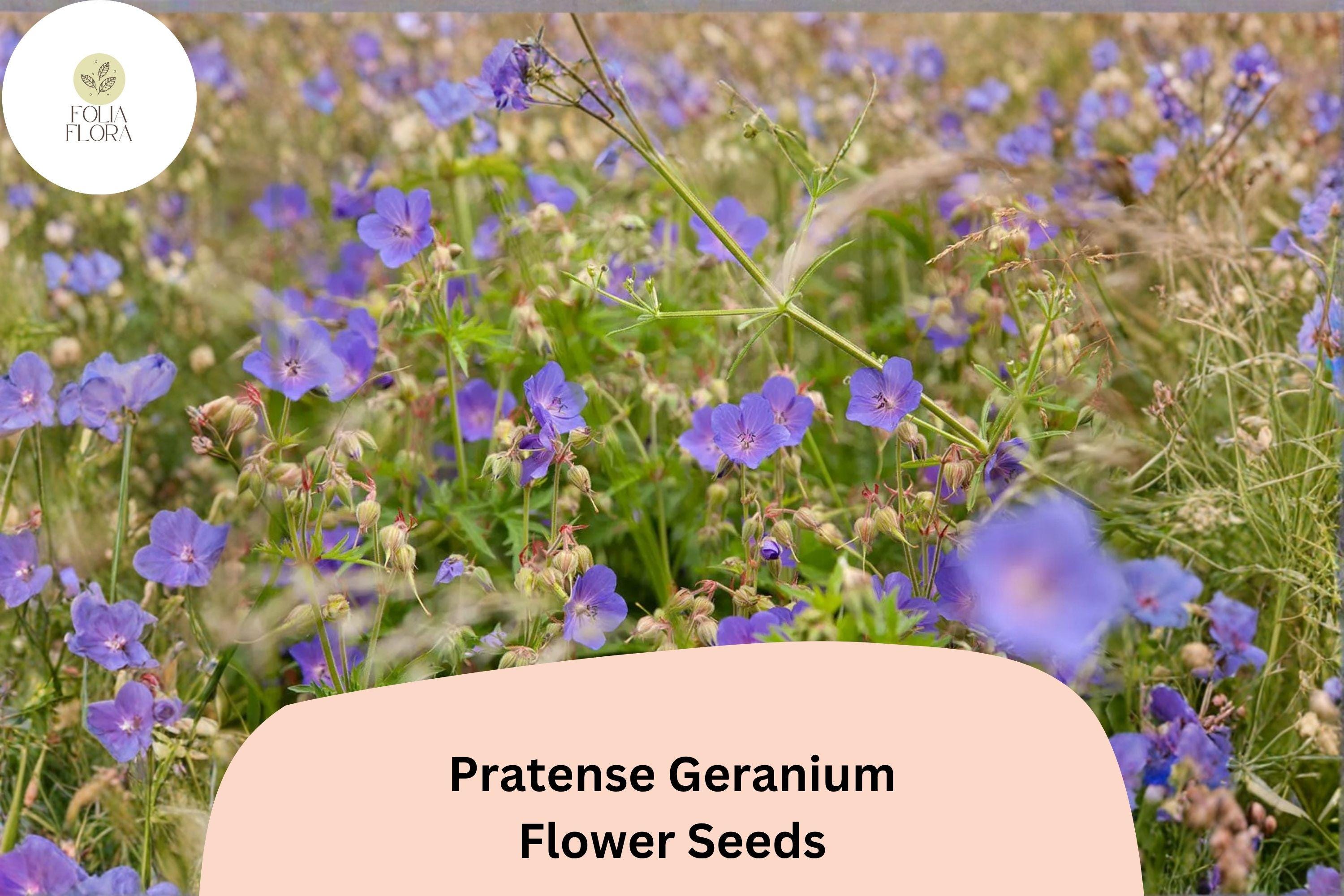 25+ Pratense Geranium Seeds, Violet-Purple Blooms, Perennial, Geranium pratense for Cottage Gardens & Borders