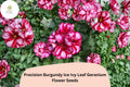 25+ Burgundy Ice Geranium Seeds | Trailing Ivy Leaf, Bicolor Blooms
