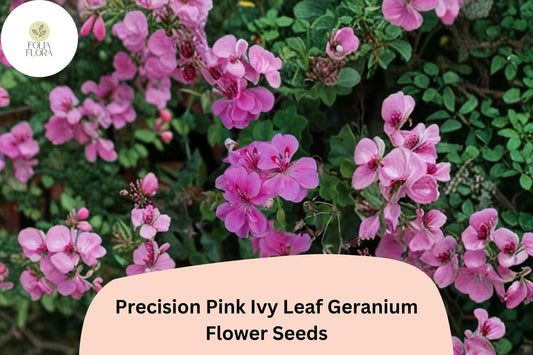 Trailing Geranium Seeds | Precision Pink Ivy Leaf, Hanging Baskets