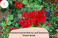 25+ Scarlet Red Geranium Seeds | Trailing Ivy Leaf Variety