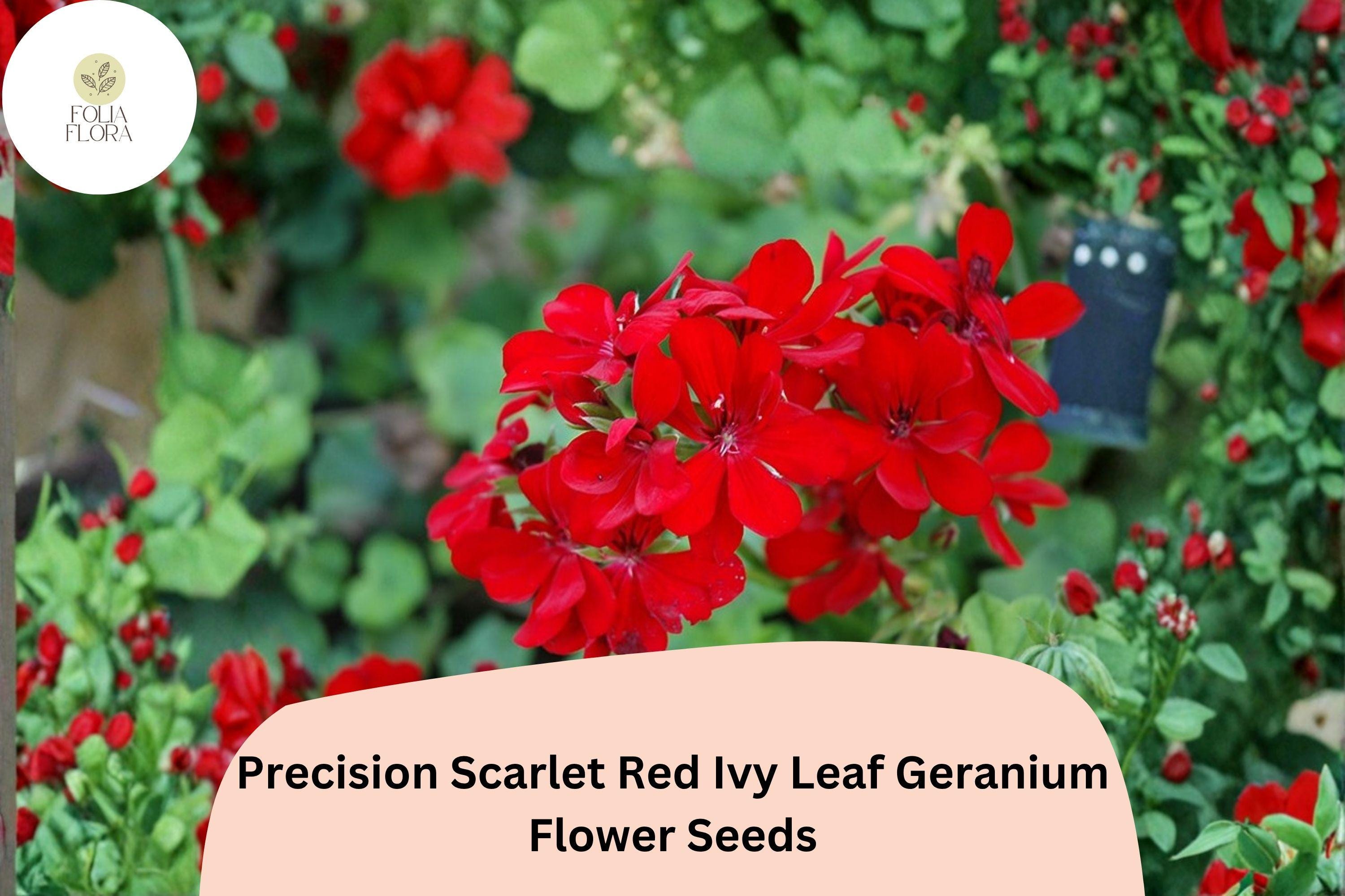 25+ Scarlet Red Geranium Seeds | Trailing Ivy Leaf Variety