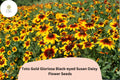 Black-Eyed Susan Seeds | Rudbeckia Hirta | Golden Yellow Blooms | Pollinator-Friendly Perennial, 200+ Seeds