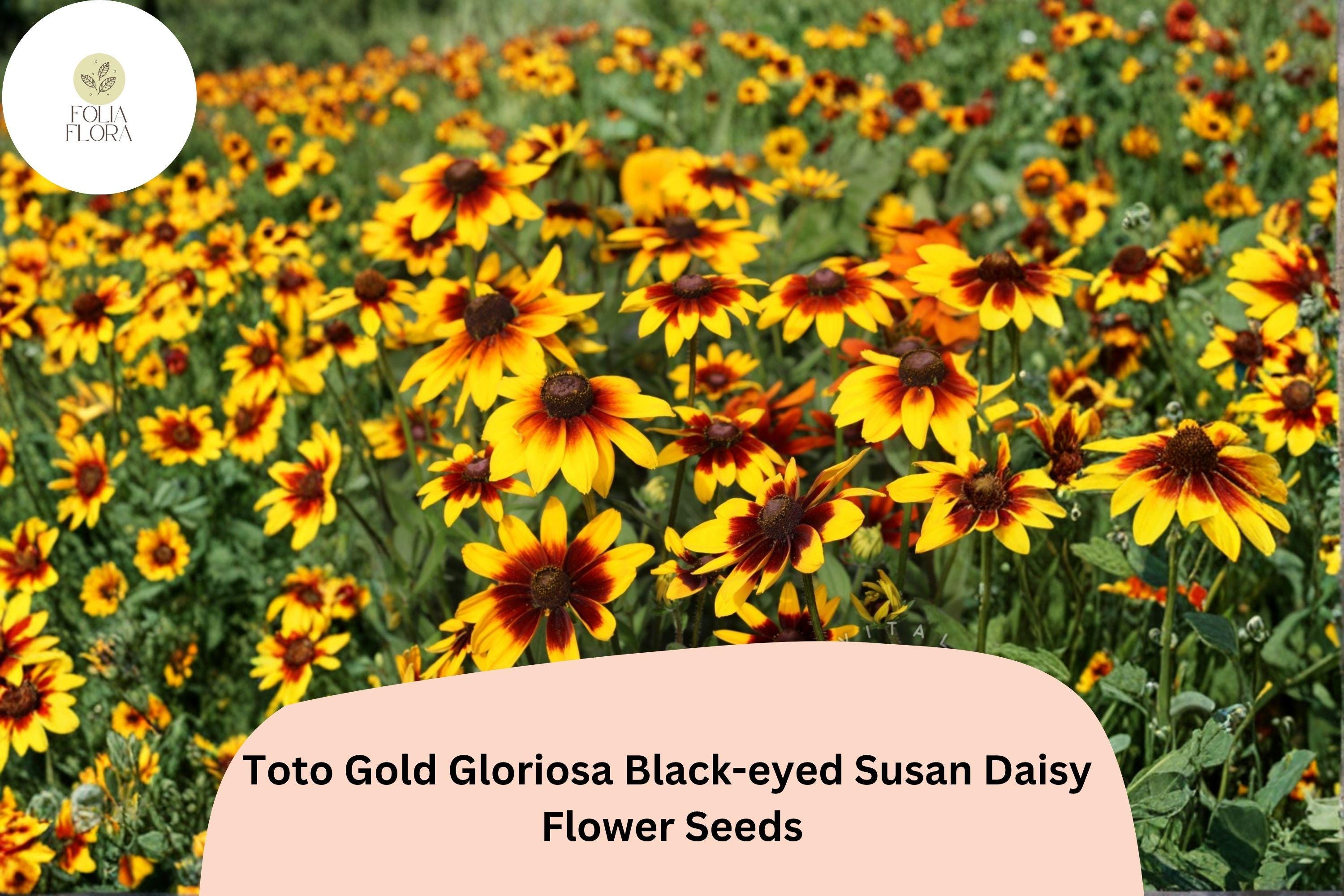 Black-Eyed Susan Seeds | Rudbeckia Hirta | Golden Yellow Blooms | Pollinator-Friendly Perennial, 200+ Seeds