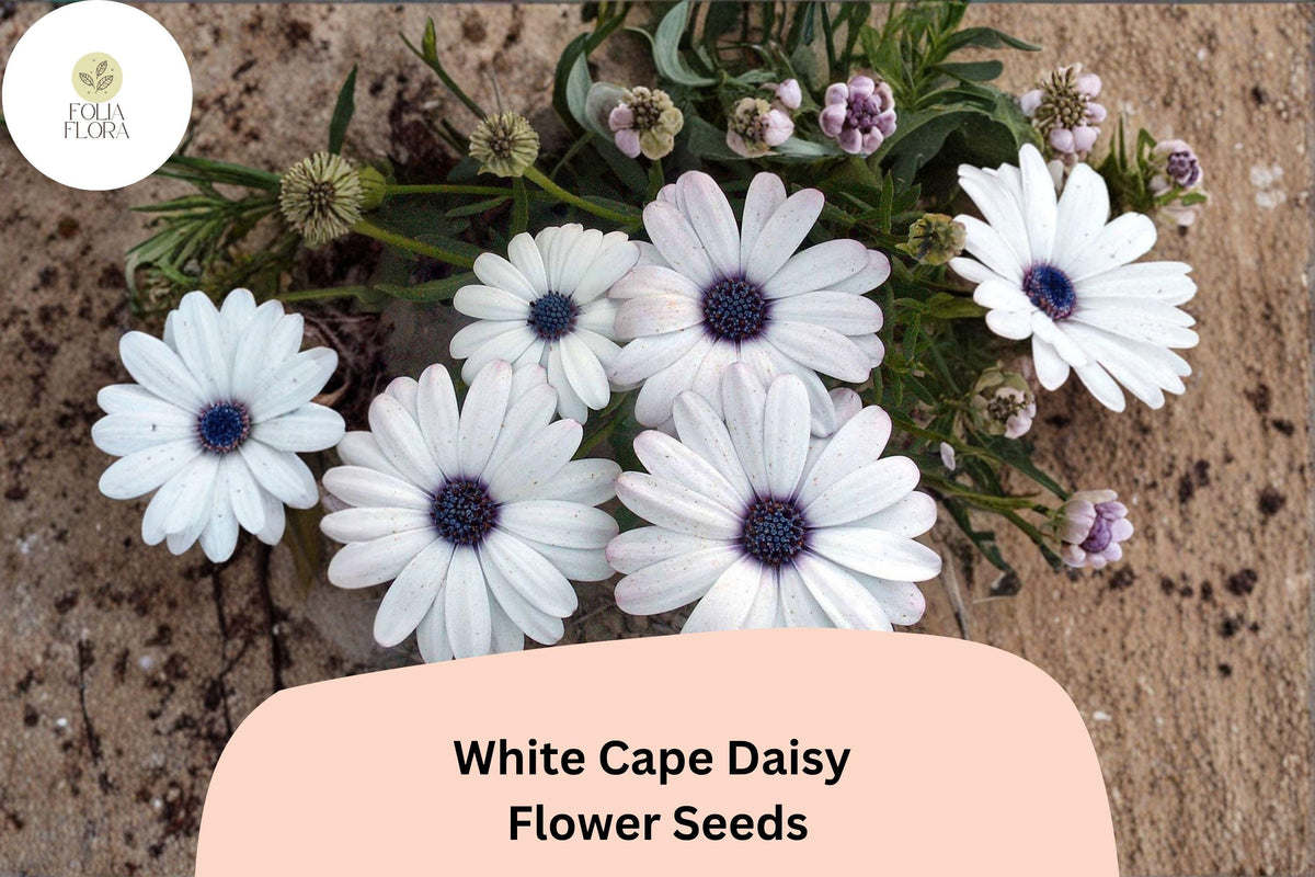 White Cape Daisy Seeds | Osteospermum Ecklonis, Elegant Blooms