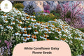 200+ White Coneflower Seeds | Echinacea purpurea ‘White Swan’ | Perennial Pollinator-Friendly Flowers