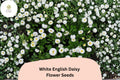 200+ White English Daisy Seeds | Bellis perennis Perennial Flower for Borders, Containers, Cottage Garden