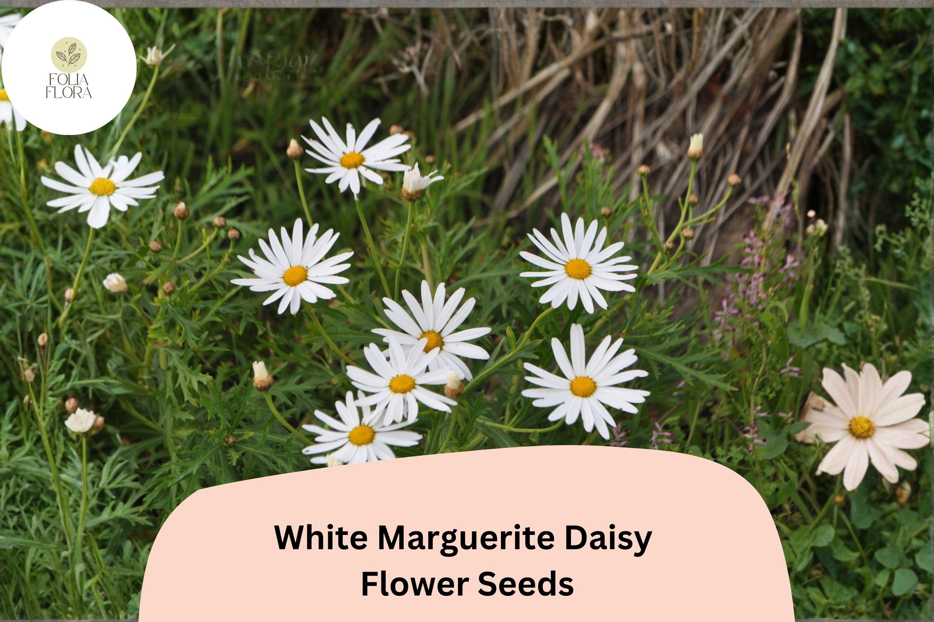 200+ White Marguerite Daisy Seeds | Argyranthemum frutescens | Elegant White Garden Flowers | Pollinator Friendly