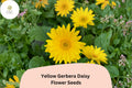 Yellow Gerbera Daisy Seeds | Bright Golden Blooms for Garden & Cut Flowers | Gerbera jamesonii