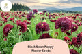 Black Swan Poppy Seeds – Deep Purple-Black Papaver somniferum, Easy to Grow Annual for Garden Beds & Containers, 200+ Seeds