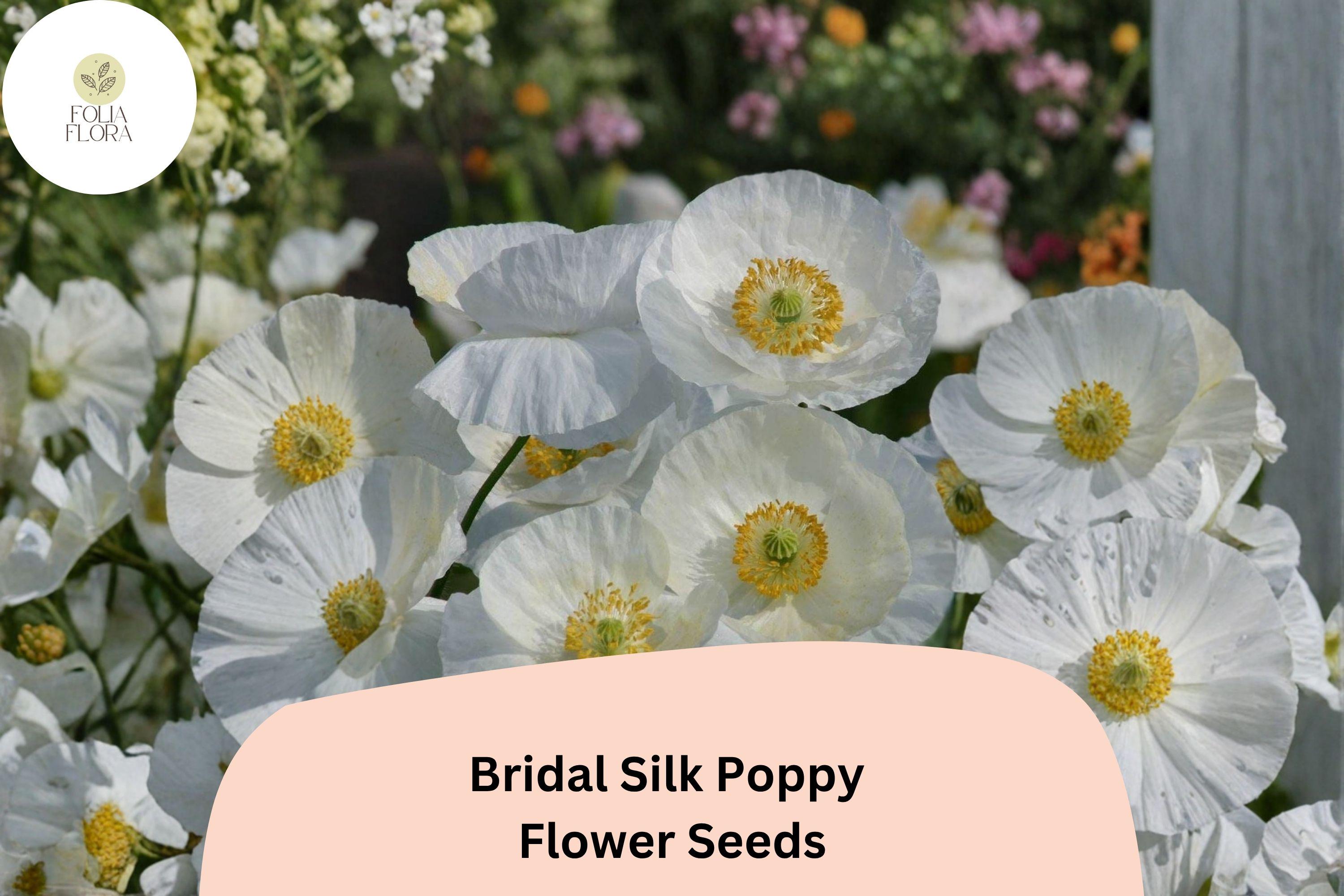 Bridal Silk Poppy Seeds | White Papaver rhoeas | Easy Grow Annual Flower for Gardens, Borders & Containers