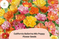 California Ballerina Mix Poppy Seeds | Eschscholzia californica | Mixed Color Blooms | Drought-Tolerant Wildflower Seeds