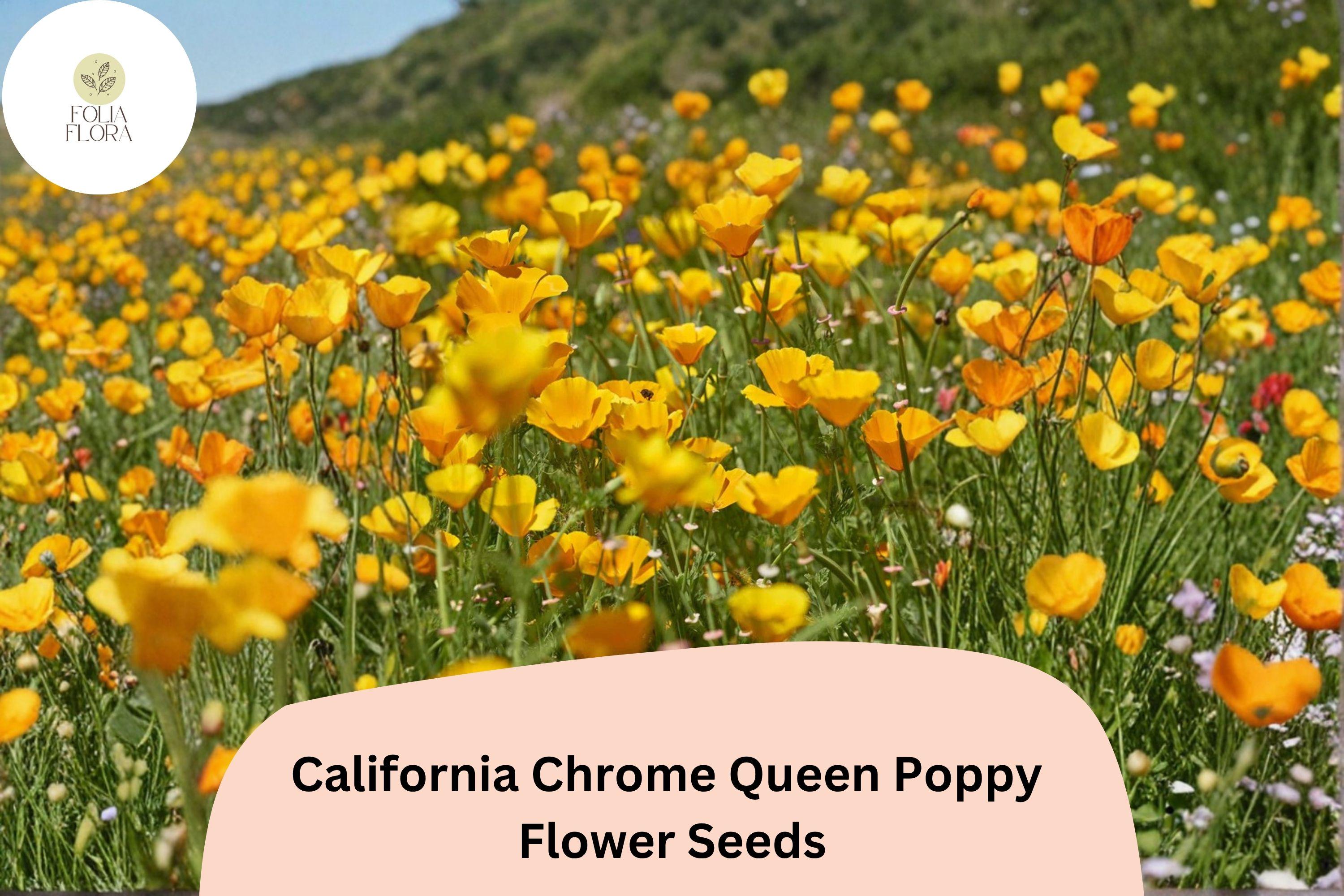 California Chrome Queen Poppy Seeds | Bright Yellow Blooms | Drought-Tolerant Wildflower Seeds | Eschscholzia californica