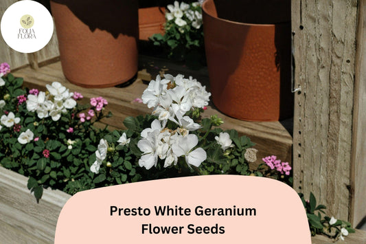 Presto White Geranium Seeds, Compact Zonal Pelargonium × hortorum ‘Presto White’, White Blooms, Full Sun, 25+ Seeds