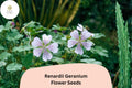 Renardii Geranium Seeds | Hardy Perennial for Borders & Rock Gardens | White-Lavender Blooms | Geranium renardii