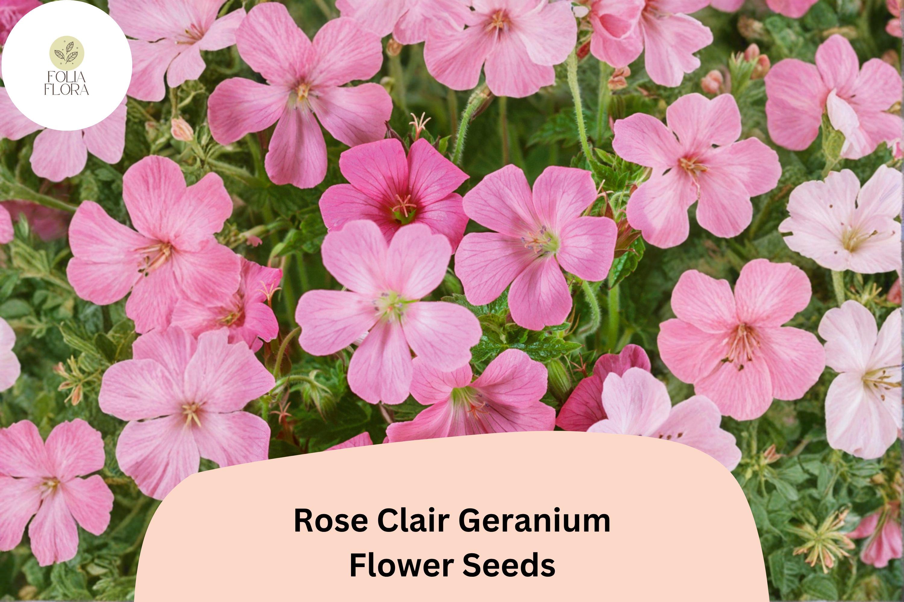 Rose Clair Geranium Seeds | Pink Cranesbill Perennial for Borders & Containers | Geranium sanguineum 'Rose Clair'