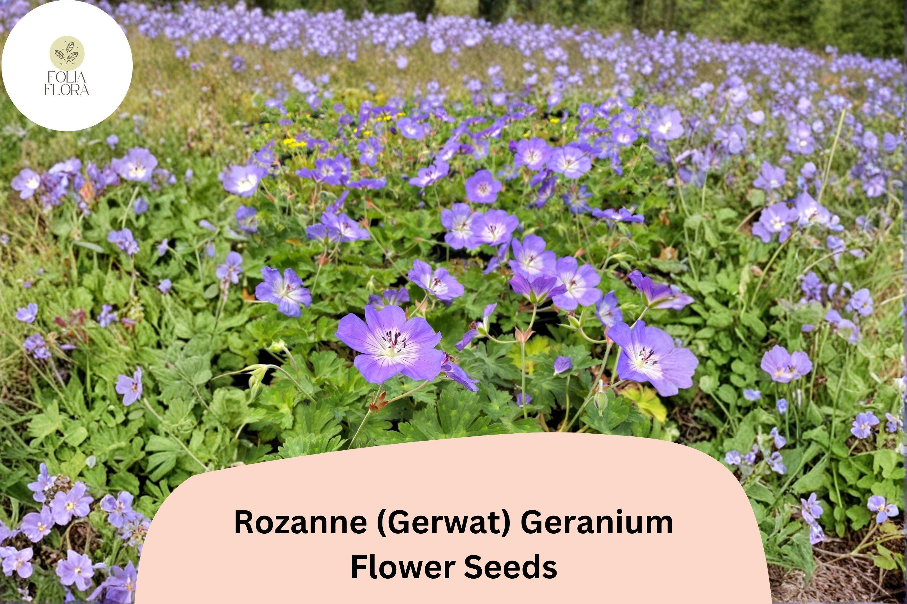 25+ Rozanne Geranium Seeds | Purple Perennial Flower | Geranium ‘Rozanne’ (Gerwat) | Hardy Cranesbill for Borders & Containers