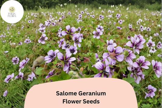 Salome Geranium Seeds | Hardy Perennial Cranesbill | White Blooms | Geranium sanguineum 'Salome' | Pollinator Attracting