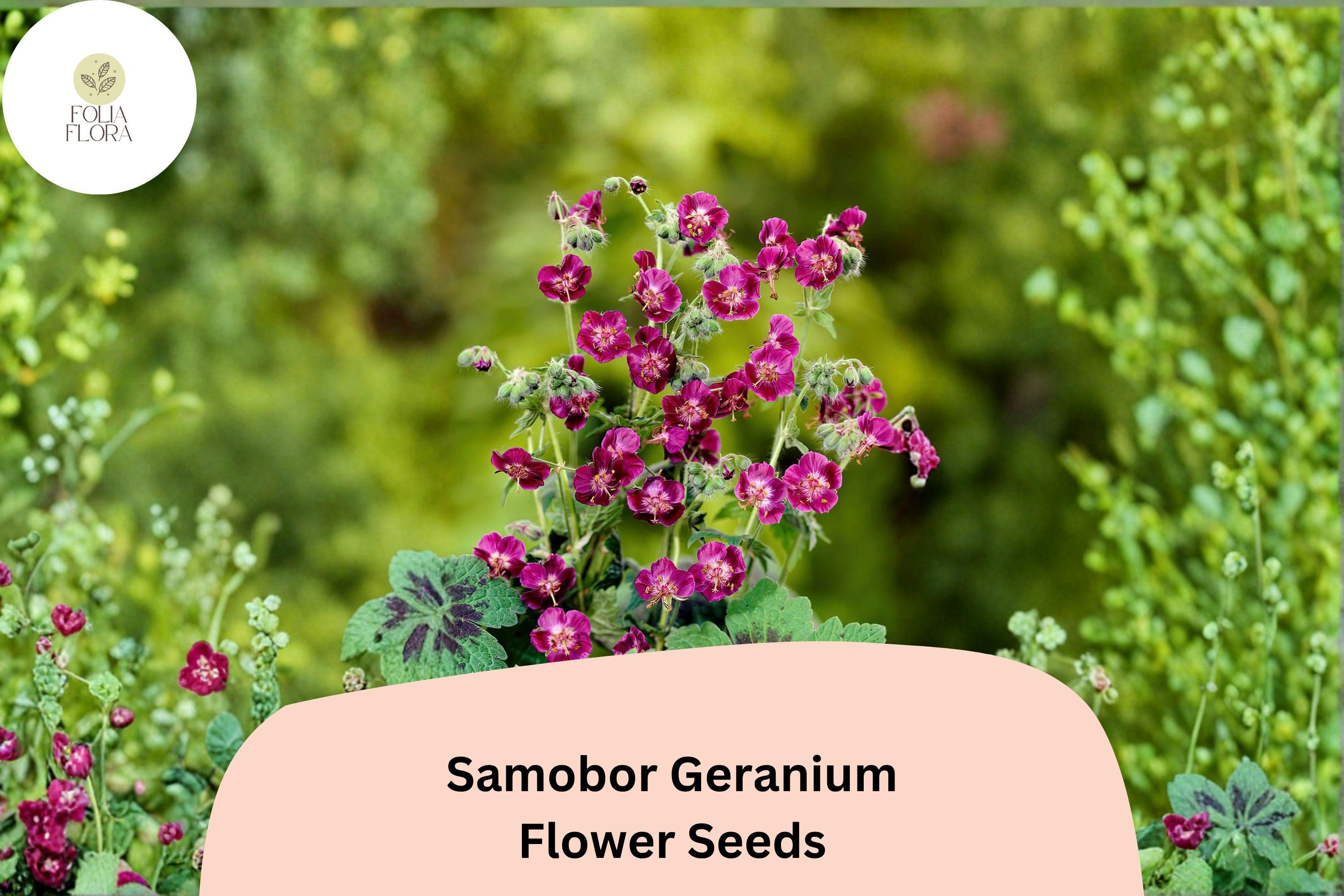 25+ Samobor Geranium Seeds | Purple Cranesbill for Shade Gardens