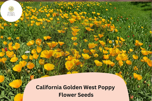 California Golden West Poppy Seeds | Easy Wildflower Garden | Vibrant Golden Yellow Flowers | Eschscholzia californica