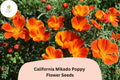 200+ California Mikado Poppy Seeds - Vibrant Red & Orange Wildflowers - Eschscholzia californica for Garden, Meadow & Container Planting