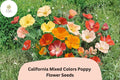 California Mixed Colors Poppy Seeds – Over 200 Wildflower Seeds for Garden, Pollinator-Friendly, Eschscholzia californica