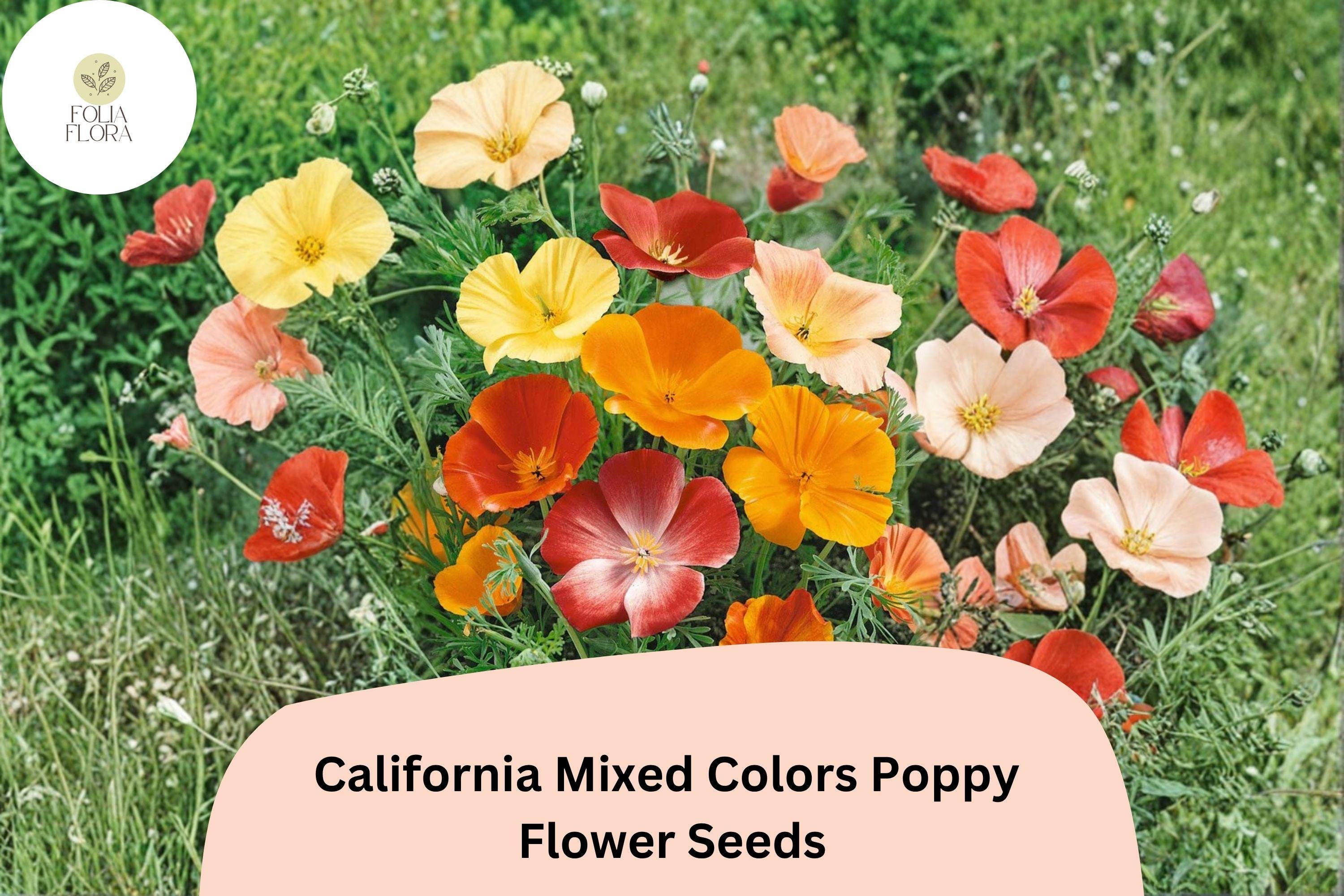 California Mixed Colors Poppy Seeds – Over 200 Wildflower Seeds for Garden, Pollinator-Friendly, Eschscholzia californica