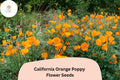 California Orange Poppy Seeds, Wildflower Garden Planting, Vibrant Orange, Eschscholzia californica, 200+ Seeds