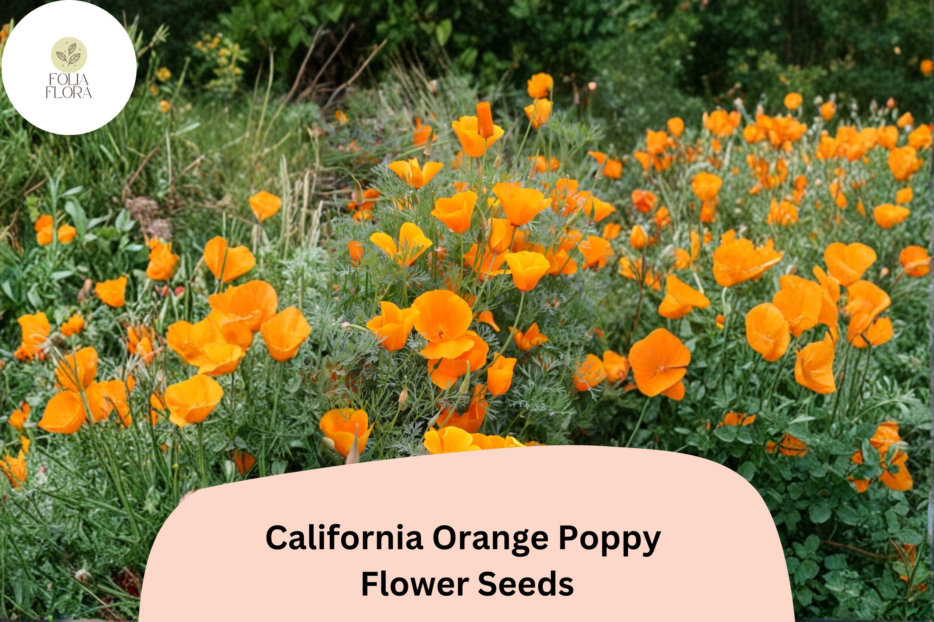 California Orange Poppy Seeds, Wildflower Garden Planting, Vibrant Orange, Eschscholzia californica, 200+ Seeds