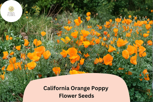 California Orange Poppy Seeds, Wildflower Garden Planting, Vibrant Orange, Eschscholzia californica, 200+ Seeds