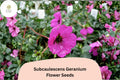 25+ Subcaulescens Geranium Seeds | Hardy Perennial Cranesbill with Purple Blooms for Borders & Ground Cover
