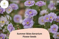 Summer Skies Geranium Seeds, Lavender Blue Blooms, Hardy Perennial Cranesbill, Geranium ‘Summer Skies’ for Garden Borders