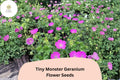 Tiny Monster Geranium Seeds | Hardy Purple Cranesbill, Perennial, Compact, Attracts Bees & Butterflies, Geranium ‘Tiny Monster’
