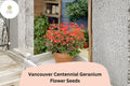25+ Vancouver Centennial Geranium Seeds | Zonal Pelargonium | Red-Orange Flowers & Bronze Foliage for Garden Pots & Borders
