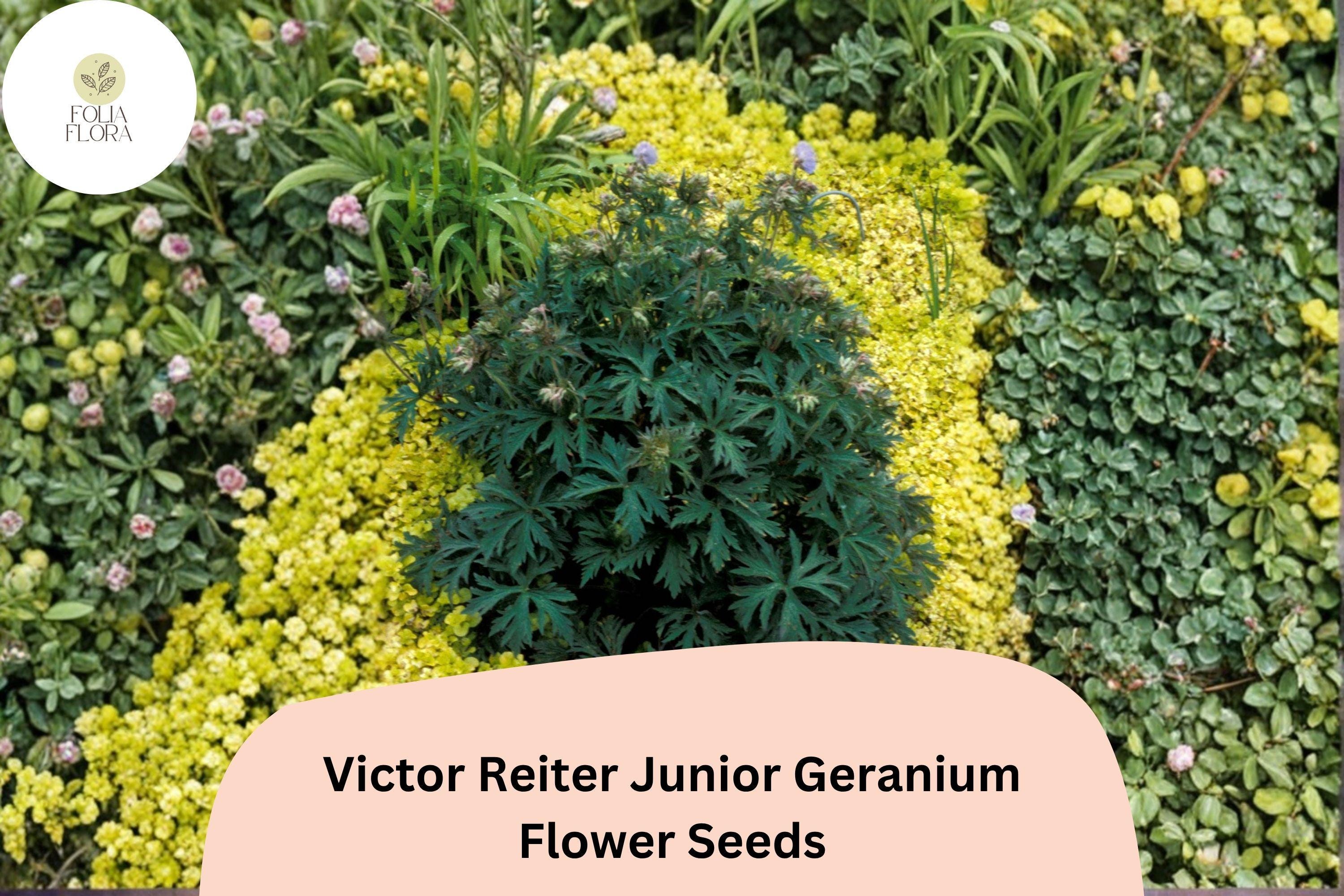 Victor Reiter Junior Geranium Seeds, Green Blooms, Perennial Cranesbill, Compact, Well-Drained Soil, Bees & Butterflies Attracting