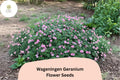25+ Wageningen Geranium Seeds | Hardy Perennial Cranesbill | Pink Blooms for Garden Beds and Borders