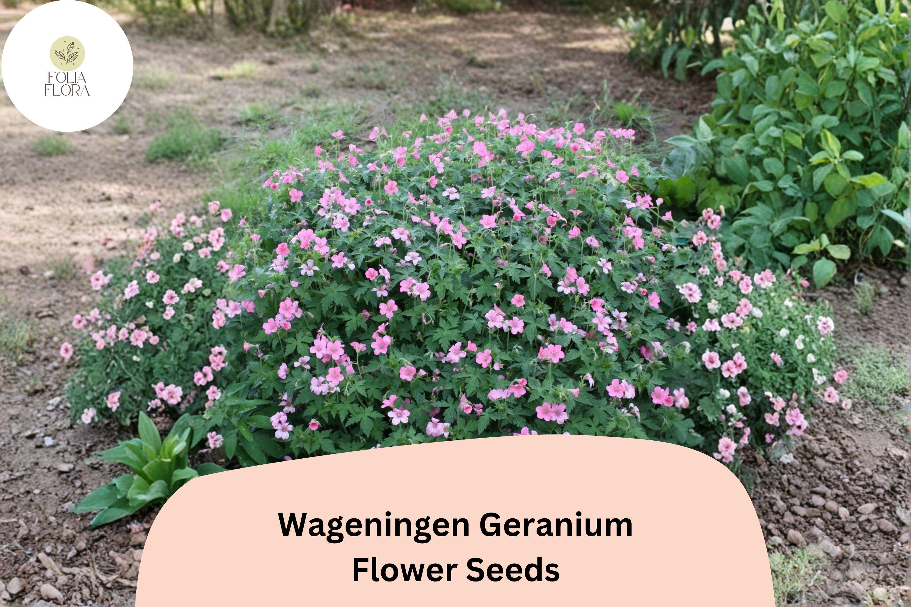 25+ Wageningen Geranium Seeds | Hardy Perennial Cranesbill | Pink Blooms for Garden Beds and Borders