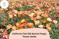 200+ California Thai Silk Apricot Poppy Seeds – Eschscholzia californica Wildflower Mix for Garden, Borders & Pollinator Gardens