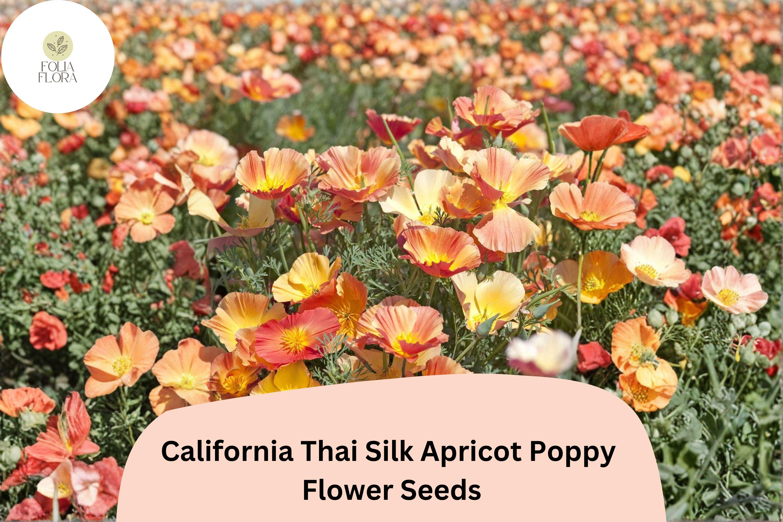 200+ California Thai Silk Apricot Poppy Seeds – Eschscholzia californica Wildflower Mix for Garden, Borders & Pollinator Gardens