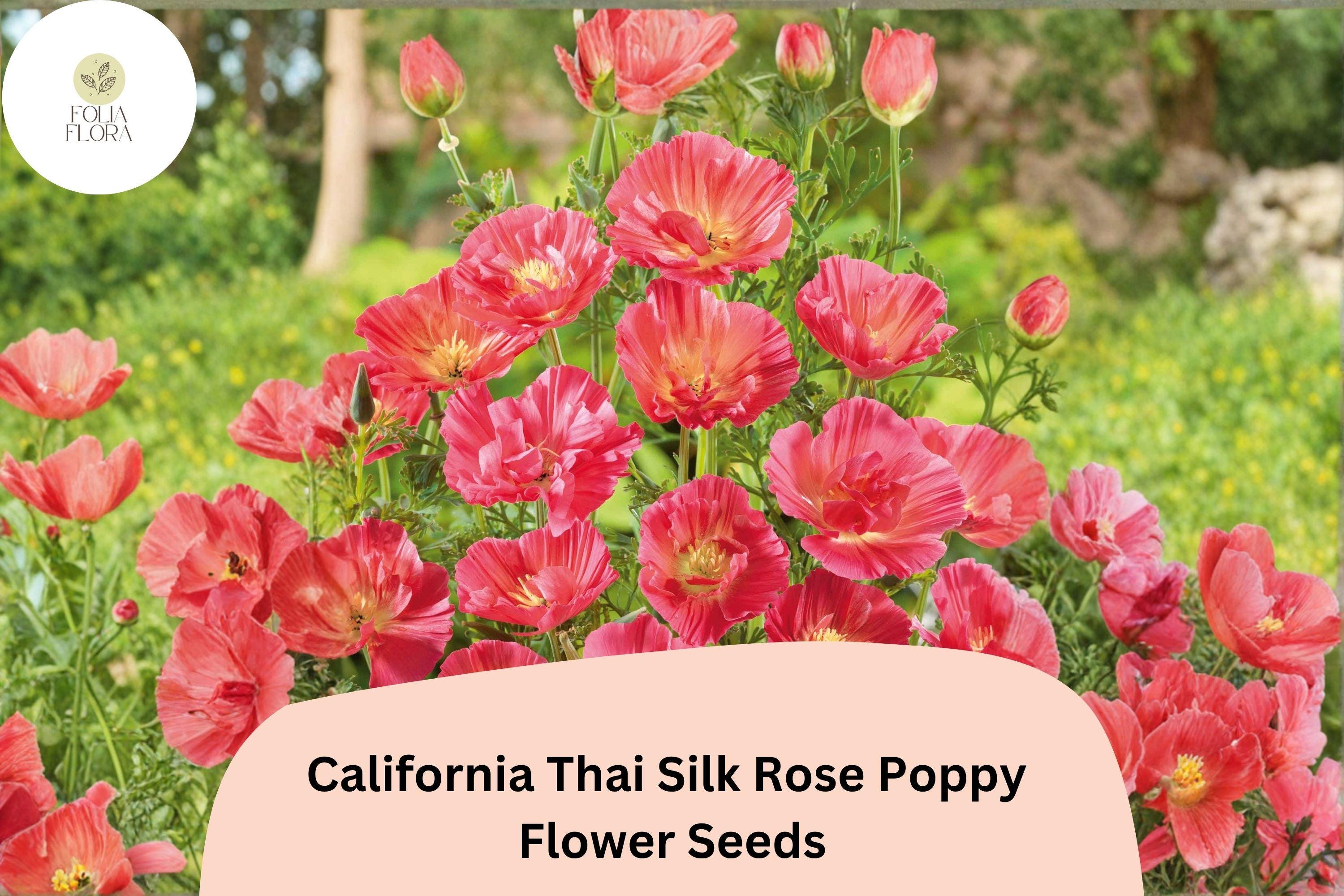 California Thai Silk Rose Poppy Seeds – Over 200 Rose Pink Wildflower Seeds for Garden, Meadow & Border Planting – Eschscholzia californica