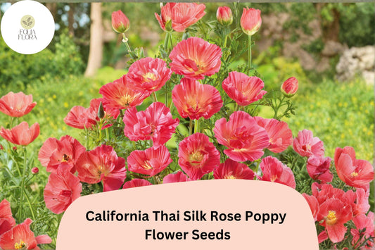 California Thai Silk Rose Poppy Seeds – Over 200 Rose Pink Wildflower Seeds for Garden, Meadow & Border Planting – Eschscholzia californica